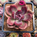 Echeveria 'Pink Tulip' 3" Succulent Plant Cutting