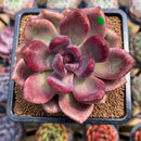 Echeveria 'Pink Tulip' 3" Succulent Plant Cutting