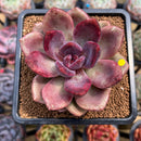 Echeveria 'Pink Tulip' 3" Succulent Plant Cutting