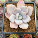 Pachyphytum 'Pink Frevel' 2"-3" Succulent Plant Cutting