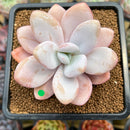 Pachyphytum 'Pink Frevel' 2"-3" Succulent Plant Cutting