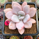 Pachyphytum 'Pink Frevel' 2"-3" Succulent Plant Cutting