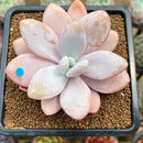 Pachyphytum 'Pink Frevel' 2"-3" Succulent Plant Cutting