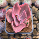 Echeveria 'Golden State' Variegated 2" Succulent Plant Cutting
