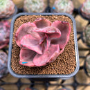 Echeveria 'Golden State' Variegated 2" Succulent Plant Cutting