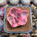 Echeveria 'Golden State' Variegated 2" Succulent Plant Cutting