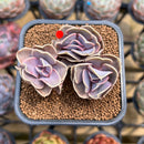 Echeveria 'Butterfly' 2" Succulent Plant Cutting