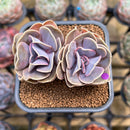 Echeveria 'Butterfly' 2" Succulent Plant Cutting
