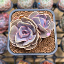 Echeveria 'Butterfly' 2" Succulent Plant Cutting