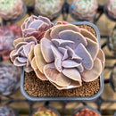 Echeveria 'Butterfly' 2" Succulent Plant Cutting