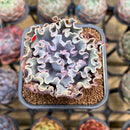 Echeveria 'Rapunzel' 2" Succulent Plant Cutting
