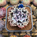 Echeveria 'Rapunzel' 2" Succulent Plant Cutting