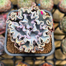Echeveria 'Rapunzel' 2" Succulent Plant Cutting