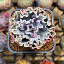 Echeveria 'Rapunzel' 2" Succulent Plant Cutting