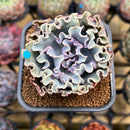 Echeveria 'Rapunzel' 2" Succulent Plant Cutting
