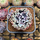 Echeveria 'Rapunzel' 2" Succulent Plant Cutting