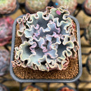 Echeveria 'Rapunzel' 2" Succulent Plant Cutting