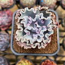 Echeveria 'Rapunzel' 2" Succulent Plant Cutting