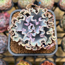 Echeveria 'Rapunzel' 2" Succulent Plant Cutting