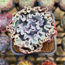 Echeveria 'Rapunzel' 2" Succulent Plant Cutting