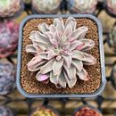 Echeveria 'Fantastic Fountain' 2" Succulent Plant Cutting