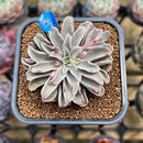 Echeveria 'Fantastic Fountain' 2" Succulent Plant Cutting