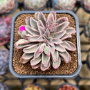 Echeveria 'Fantastic Fountain' 2" Succulent Plant Cutting