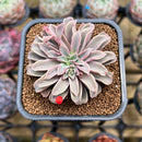 Echeveria 'Fantastic Fountain' 2" Succulent Plant Cutting
