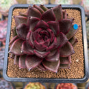 Echeveria 'Cats Eye' 3"-4" Succulent Plant Cutting