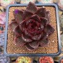 Echeveria 'Cats Eye' 3"-4" Succulent Plant Cutting