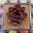 Echeveria 'Cats Eye' 3"-4" Succulent Plant Cutting