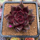 Echeveria 'Cats Eye' 3"-4" Succulent Plant Cutting