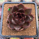 Echeveria 'Cats Eye' 3"-4" Succulent Plant Cutting