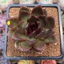 Echeveria 'Cats Eye' 3"-4" Succulent Plant Cutting