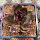 Echeveria 'Cats Eye' 3"-4" Succulent Plant Cutting