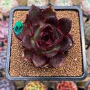 Echeveria 'Cats Eye' 3"-4" Succulent Plant Cutting