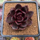 Echeveria 'Cats Eye' 3"-4" Succulent Plant Cutting