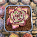 Echeveria Agavoides 'Haiku' 2" Succulent Plant Cutting