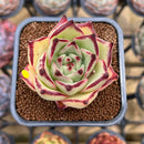 Echeveria Agavoides 'Haiku' 2" Succulent Plant Cutting