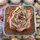 Echeveria Agavoides 'Haiku' 2" Succulent Plant Cutting