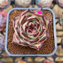 Echeveria Agavoides 'Haiku' 2" Succulent Plant Cutting