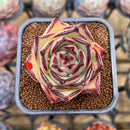 Echeveria Agavoides 'Haiku' 2" Succulent Plant Cutting