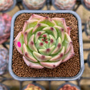 Echeveria 'Caesar' 2" Succulent Plant Cutting