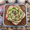 Echeveria 'Caesar' 2" Succulent Plant Cutting
