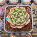 Echeveria 'Caesar' 2" Succulent Plant Cutting