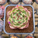 Echeveria 'Caesar' 2" Succulent Plant Cutting