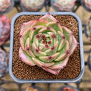 Echeveria 'Caesar' 2" Succulent Plant Cutting