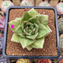 Echeveria Agavoides 'Wrinkle Maria' Wide-Leaf 2"-3"" Succulent Plant Cutting