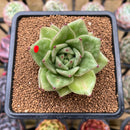 Echeveria Agavoides 'Wrinkle Maria' Wide-Leaf 2"-3"" Succulent Plant Cutting