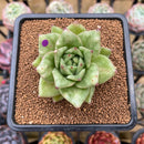 Echeveria Agavoides 'Wrinkle Maria' Wide-Leaf 2"-3"" Succulent Plant Cutting
